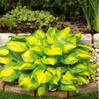Funkia - Hosta Banana Bay - duża paczka! - 10 szt.