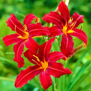 Liliowiec Crimson Pirate - GIGA paczka! - 50 szt.