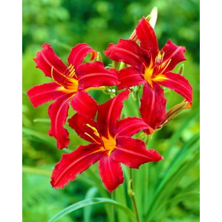 Liliowiec Crimson Pirate - GIGA paczka! - 50 szt.