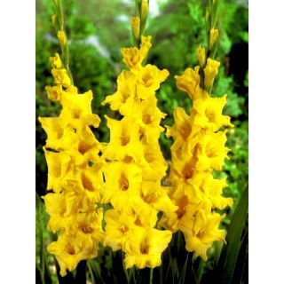 Mieczyk Limoncello - duża paczka! - 50 szt.
