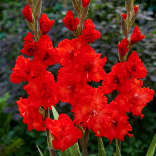Mieczyk Firecracker - 5 szt.
