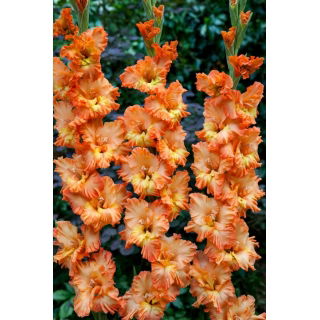 Mieczyk Princess Ruffle - 5 szt.