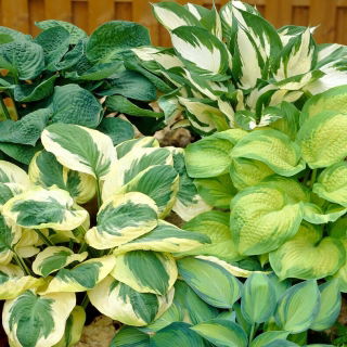 Funkia - Hosta - mieszanka odmian o różnych kolorach liści