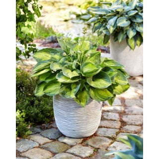 Funkia - Hosta Alligator Alley