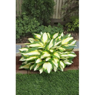 Funkia - Hosta Color Festival - liść trójbarwny