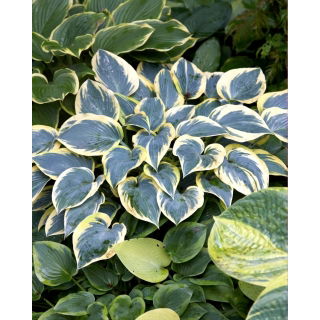 Funkia - Hosta First Frost - duża paczka! - 10 szt.
