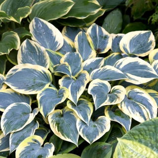 Funkia - Hosta First Frost - duża paczka! - 10 szt.
