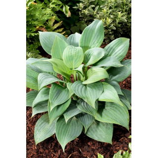 Funkia - Hosta Fragrant Blue - pachnąca - duża paczka! - 10 szt.