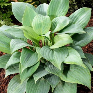 Funkia - Hosta Fragrant Blue - pachnąca - duża paczka! - 10 szt.