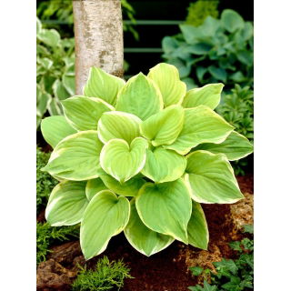 Funkia - Hosta Fragrant Bouquet - pachnąca - duża paczka! - 10 szt.