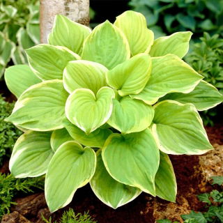 Funkia - Hosta Fragrant Bouquet - pachnąca - duża paczka! - 10 szt.