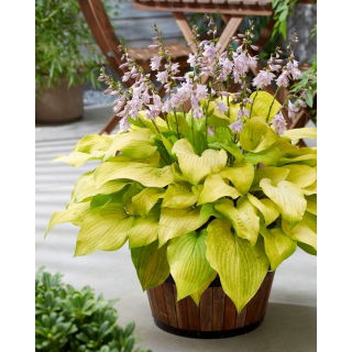 Funkia - Hosta Ki Ren Jyaku - różowy, półpełny kwiat