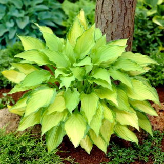 Funkia - Hosta Lady Guinevere - ciemnoróżowy kwiat - duża paczka! - 10 szt.