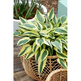Funkia - Hosta Lakeside Dragonfly