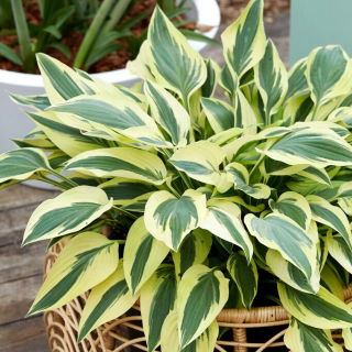 Funkia - Hosta Lakeside Dragonfly