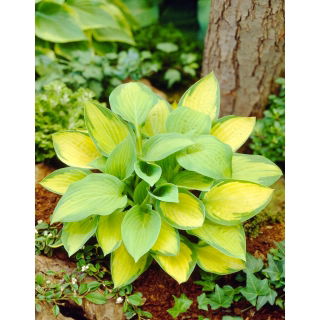 Funkia - Hosta Paul's Glory - duża paczka! - 10 szt.