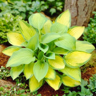 Funkia - Hosta Paul's Glory