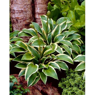 Funkia - Hosta Queen Josephine - duża paczka! - 10 szt.