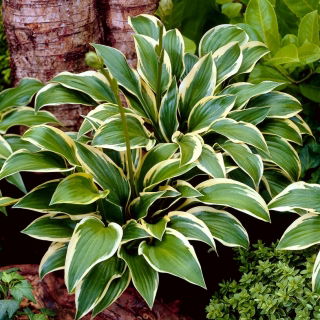 Funkia - Hosta Queen Josephine - duża paczka! - 10 szt.