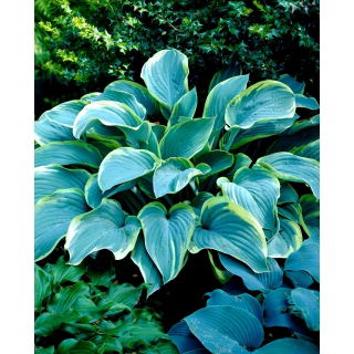 Funkia - Hosta Regal Splendor - duża paczka! - 10 szt.
