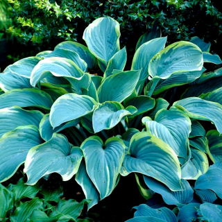 Funkia - Hosta Regal Splendor - duża paczka! - 10 szt.