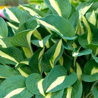 Funkia - Hosta Risky Business - duża paczka! - 10 szt.