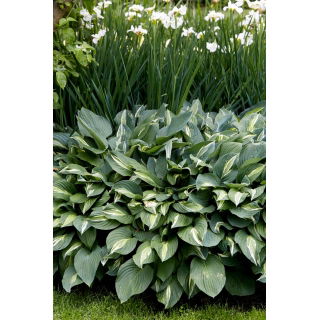 Funkia - Hosta Snake Eyes - duża paczka! - 10 szt.