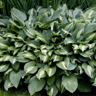 Funkia - Hosta Snake Eyes - duża paczka! - 10 szt.