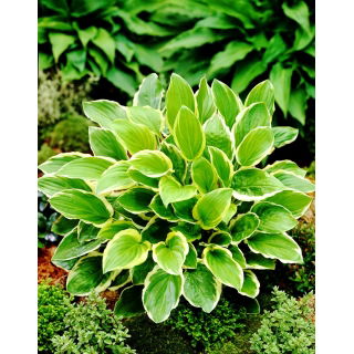 Funkia - Hosta So Sweet - pachnąca - duża paczka! - 10 szt.