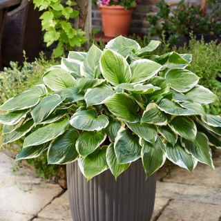 Funkia - Hosta Sorbet - czerwony ogonek liścia
