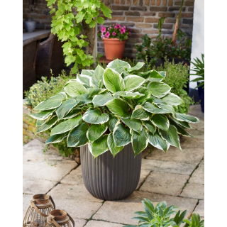 Funkia - Hosta Sorbet - czerwony ogonek liścia - duża paczka! - 10 szt.