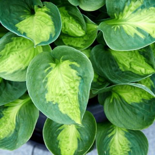Funkia - Hosta Sunset Grooves