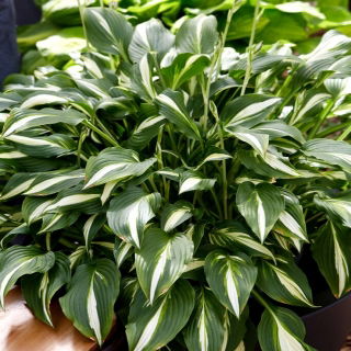 Funkia - Hosta Univittata - duża paczka! - 10 szt.