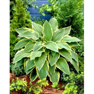 Funkia - Hosta Yellow River - duża paczka! - 10 szt.