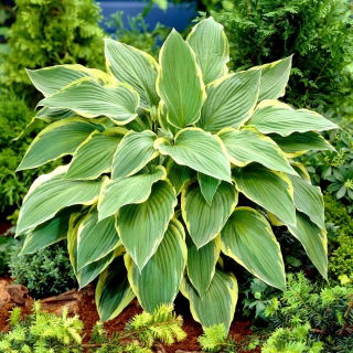 Funkia - Hosta Yellow River - duża paczka! - 10 szt.