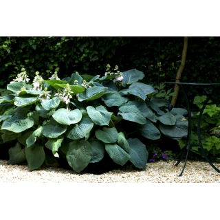 Funkia - Hosta Kingsize - liście w rozmiarze XL - duża paczka! - 10 szt.