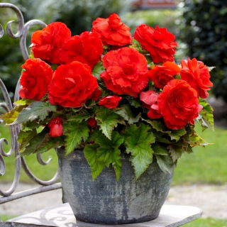Begonia wielkokwiatowa - Superba Red - czerwona - duża paczka! - 20 szt.