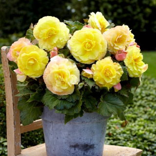 Begonia wielkokwiatowa - Superba Yellow - żółta - duża paczka! - 20 szt.