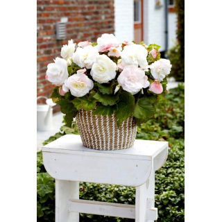 Begonia wielkokwiatowa - Superba White - biała - 2 szt.