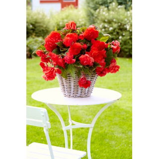 Begonia pachnąca - Odorata Red Glory - duża paczka! - 20 szt.