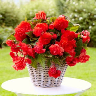 Begonia pachnąca - Odorata Red Glory - duża paczka! - 20 szt.
