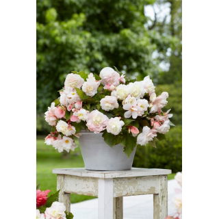 Begonia pachnąca - Odorata Angelique - duża paczka! - 20 szt.
