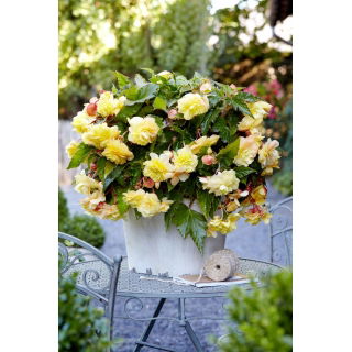 Begonia pachnąca - Odorata Sunny Dream - duża paczka! - 20 szt.