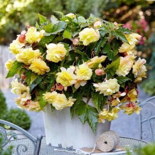 Begonia pachnąca - Odorata Sunny Dream - duża paczka! - 20 szt.