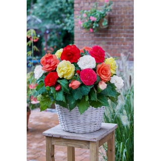 Begonia wielkokwiatowa - Superba - mix kolorów - duża paczka! - 20 szt.