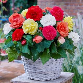 Begonia wielkokwiatowa - Superba - mix kolorów - duża paczka! - 20 szt.