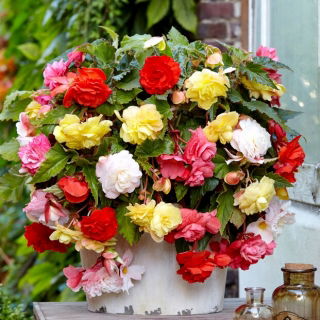 Begonia pachnąca - mix kolorów - duża paczka! - 20 szt.