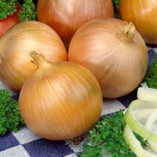 Cebula Rhino F1 - średniowczesna w typie amerykańskim - nasiona profesjonalne dla każdego