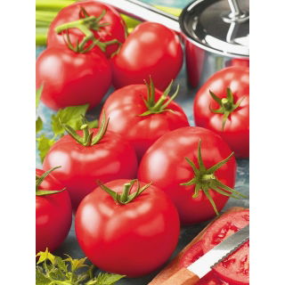 Pomidor Belladona F1 - szklarniowy, wczesny, bez zielonej piętki - nasiona profesjonalne dla każdego