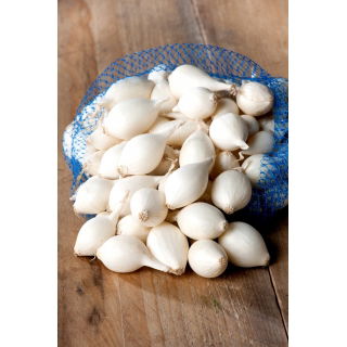 Cebula dymka - Alibaba - biała - 10 kg